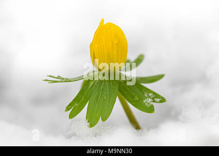 Aconitum invernale (Eranthis hyemalis) in fiore nella neve in inverno, nativo di Francia, Italia e dei Balcani Foto Stock