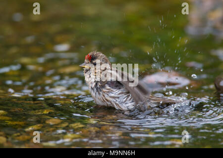 Comune (redpoll Acanthis flammea / Carduelis flammea), femmina di balneazione in acque poco profonde del flusso Foto Stock