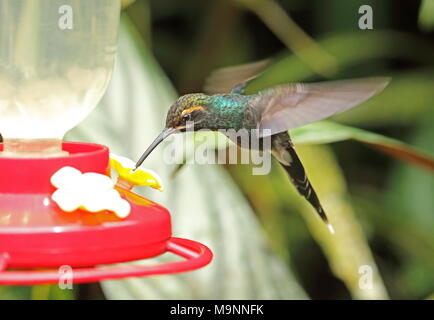 Bianco-whiskered eremita (Phaethornis yaruqui) maschio adulto bere da alimentatore di riserva Yanacocha, Ecuador Febbraio Foto Stock