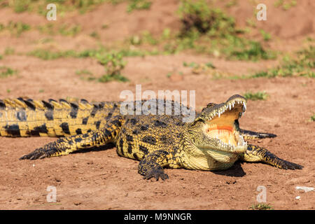 Coccodrillo colorato crogiolarsi nel sole con la bocca aperta la visualizzazione di grandi denti Foto Stock