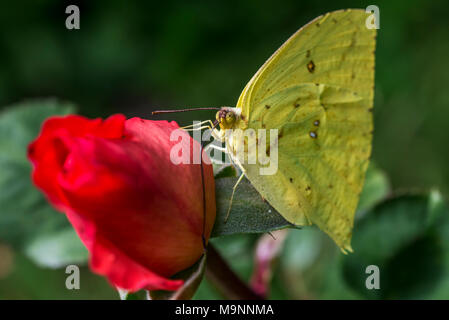 Giallo farfalla su un arancione rosa su sfondo verde del giardino Foto Stock