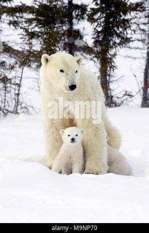 Orso polare e Mom Cub Foto Stock