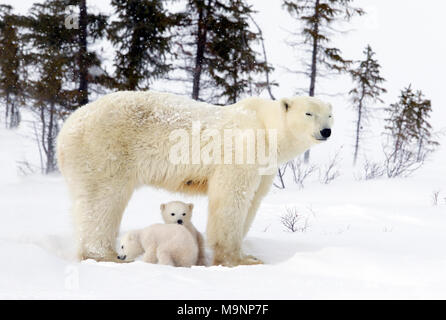 Orso polare Mom e lupetti Foto Stock
