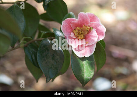 Fiore di Camellia japonica 'Adelina Patti' a Clyne giardini, Swansea, Wales, Regno Unito. Foto Stock