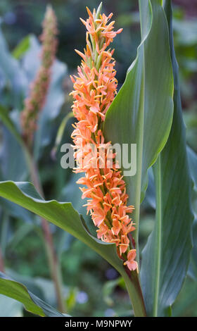 Hedychium densiflorum "Assam arancio fiori". Foto Stock
