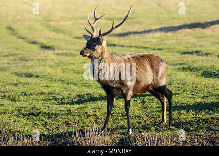 Cervi Sika buck (Cervus nippon) presso la Scottish Centro Cervo, prua di Fife, Cupar, Scotland, Regno Unito Foto Stock