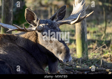 Alci o Unione Elk buck (Alces alces) presso la Scottish Centro Cervo, prua di Fife, Cupar, Scotland, Regno Unito Foto Stock