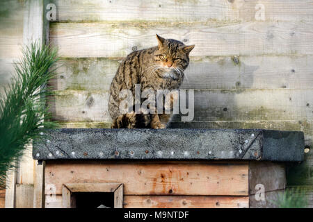 Captive Scottish gatto selvatico (Felis silvestris grampia) presso la Scottish Centro Cervo, prua di Fife, Cupar, Scotland, Regno Unito Foto Stock