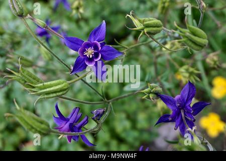 Viola (columbine Aquilegia), chiamato anche nonna cofano. Foto Stock