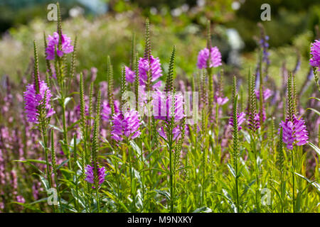 'Bouquet Rose' obbediente impianto, Drakmynta (Physostegia virginiana) Foto Stock