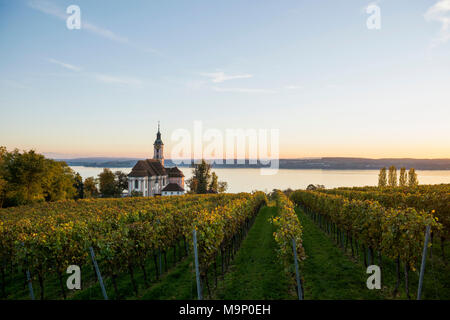 Chiesa di pellegrinaggio Birnau con vigneti in autunno, luce della sera, Uhldingen-Mühlhofen, Lago di Costanza, Baden-Württemberg Foto Stock