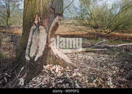 Contrassegni di alimentazione del castoro europeo (Castor fiber) sul tronco di una quercia (Quercus robur), Emsland, Bassa Sassonia, Germania Foto Stock