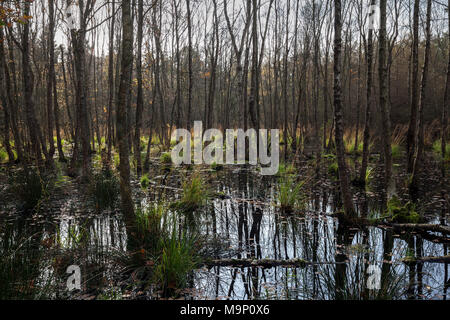 Paesaggio di brughiera con roverella betulle (Betula pubescens) nel Osterwald, Zingst, Fischland-Darß-Zingst, la Pomerania occidentale Foto Stock