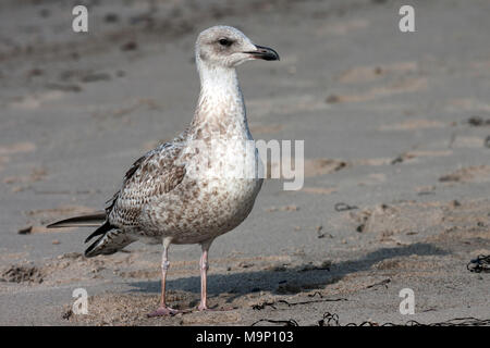 Aringa europea gabbiano (Larus argentatus), giovane animale, in piedi sulla spiaggia, Fischland-Darß-Zingst, Mar Baltico Foto Stock