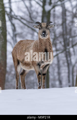 Muflone Europeo (Ovis orientalis musimon), Ariete, giovane animale nella neve, Vulkaneifel, Renania-Palatinato, Germania Foto Stock