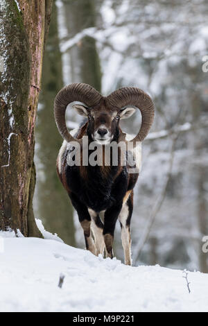 Muflone Europeo (Ovis orientalis musimon), Ariete sorge nella neve, Vulkaneifel, Renania-Palatinato, Germania Foto Stock