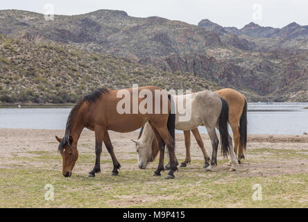 Cavalli selvaggi lungo il fiume sale in Arizona Foto Stock