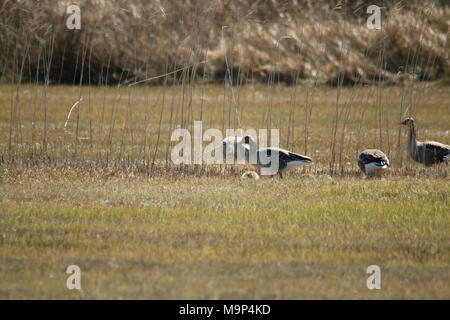 Graylag oche delle dune Foto Stock