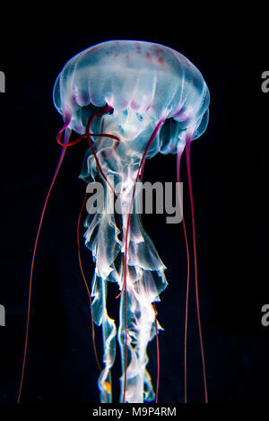 Accesa VIOLA-striped medusa (Chrysaora colorata), sfondo nero, captive Foto Stock
