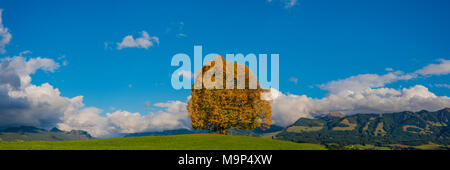 Friedenslinde (Tilia), Solitärbaum, auf der Wittelsbacher Höhe, 881m, Illertal, Algovia, Bayern, Deutschland, Europa Foto Stock