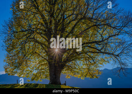 Friedenslinde (Tilia), Solitärbaum, auf der Wittelsbacher Höhe, 881m, Illertal, Algovia, Bayern, Deutschland, Europa Foto Stock