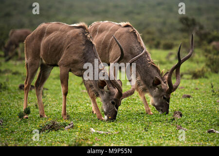 Kudu maggiore (Tragelaphus strepsiceros), due animali pascolano fianco a fianco, Addo Elephant National Park, Sud Africa Foto Stock