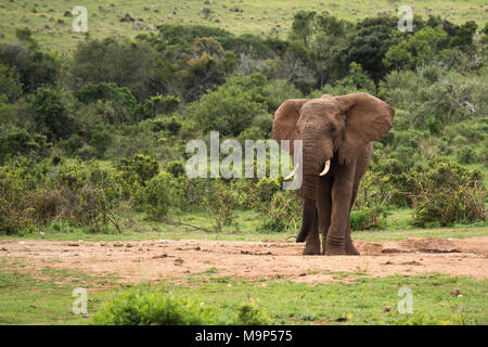 Elefante africano (Loxodonta africana) alla ricerca di acqua, Addo Elephant National Park, Sud Africa Foto Stock