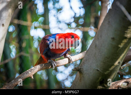 Nuova Guinea red-sided eclectus parrot (Eclectus roratus polychloros), si siede sul ramo, captive, verificarsi Nuova Guinea Foto Stock