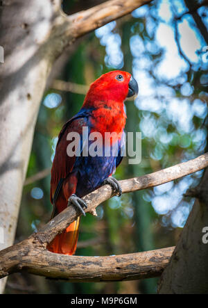 Nuova Guinea red-sided eclectus parrot (Eclectus roratus polychloros), si siede sul ramo, captive, verificarsi Nuova Guinea Foto Stock