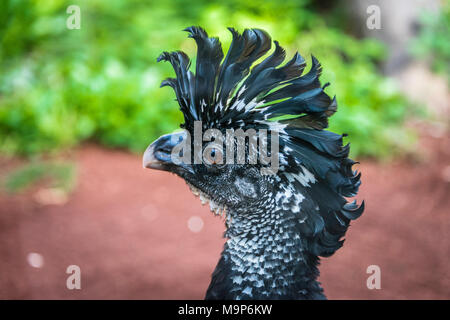 Ritratto di animali di un Hocco messicano (Crax rubra), captive, verificarsi America Centrale Foto Stock