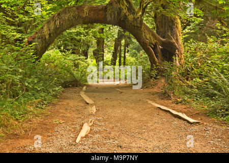 WA13933-00...WASHINGTON - un muschio coperto acero inarcamento oltre il sentiero attraverso la sala di muschi nel Hoh Rain Forest area della Nazionale Olimpica Foto Stock