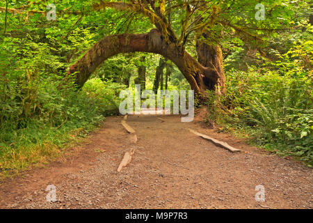 WA13934-00...WASHINGTON - un muschio coperto acero inarcamento oltre il sentiero attraverso la sala di muschi nel Hoh Rain Forest area della Nazionale Olimpica Foto Stock