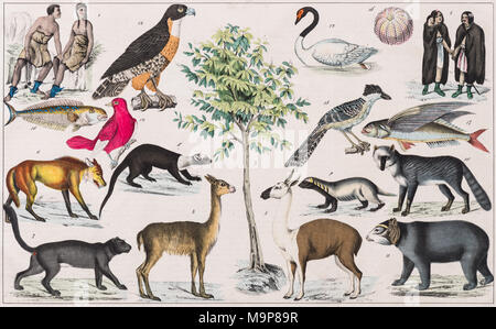 La pittura di zona, Sud America, Patagonia, Tierra del Fuego, Arancania, Isole Falkland, dalla storia naturale e etnologia, Foto Stock