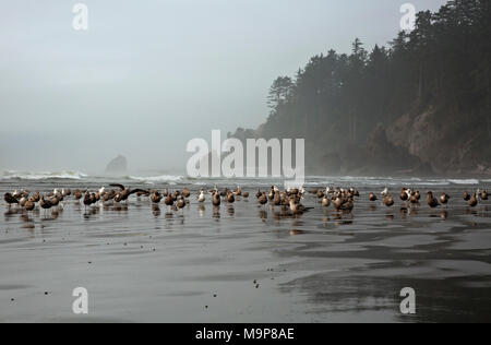 WA13947-00...WASHINGTON - Gabbiani sulla spiaggia di Ruby su un nebbioso giorno sulla costa del Pacifico nel Parco Nazionale di Olympic. Foto Stock