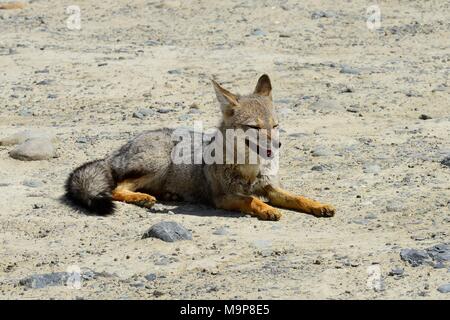 Sud Americana Gray Fox (Lycalopex griseus), riposo, nei pressi di El Chaltén, Provincia di Santa Cruz, Patagonia, Argentina Foto Stock