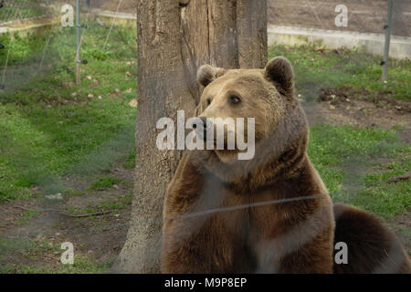 Ritratto di orso bruno bloccato nella gabbia dello zoo, seduta vicino la struttura ad albero Foto Stock