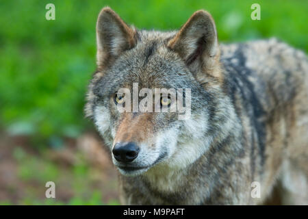 Lupo (Canis lupus), animale ritratto, captive, Germania Foto Stock