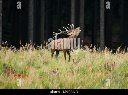 Il cervo (Cervus elaphus) ruggisce durante la stagione di solchi, femmine giacciono in erba alta, captive, Germania Foto Stock