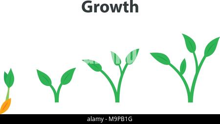 Il processo di crescita delle piante. Stadi e timeline ed infografico di piantare. Illustrazione Vettoriale