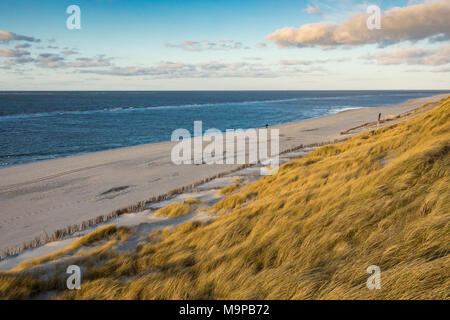 Serata al mare, dune Spiaggia con erba (Ammophila arenaria), West Beach, Sylt, Frisia settentrionale, Schleswig-Holstein, Germania Foto Stock