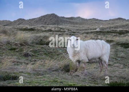 Pecore sorge nelle dune, Ellenbogen, Sylt, Frisia settentrionale, Schleswig-Holstein, Germania Foto Stock