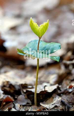 Comune di faggio (Fagus sylvatica), piantina di faggio, la piantina nel suolo di latifoglie, Nord Reno-Westfalia, Germania Foto Stock