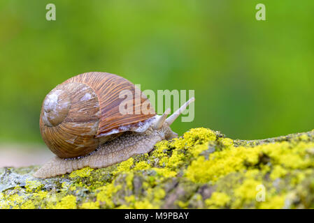 La Borgogna lumaca (Helix pomatia) esamina su giallo licheni, Nord Reno-Westfalia, Germania Foto Stock