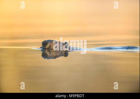 Castoro (Castor canadensis), MN, USA di Dominique Braud/Dembinsk Foto Assoc Foto Stock