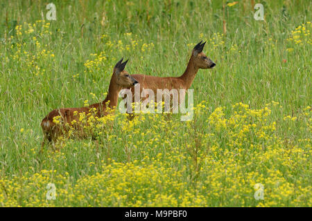 Due comunità caprioli (Capreolus capreolus), stando in piedi in un giallo il prato fiorito, Basso Reno, Renania settentrionale-Vestfalia Foto Stock