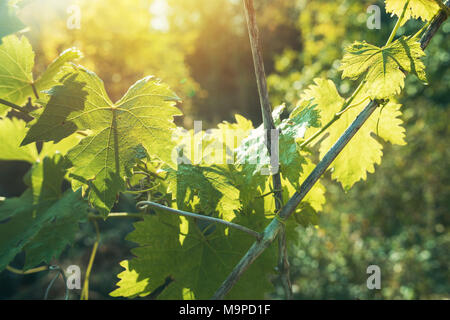Verde di foglie di vite nel vigneto contro estate luce del sole di mattina Foto Stock