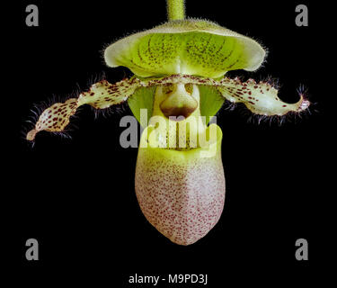 Orchid, Venere pantofola (Paphiopedilum), Austria Inferiore, Austria Foto Stock