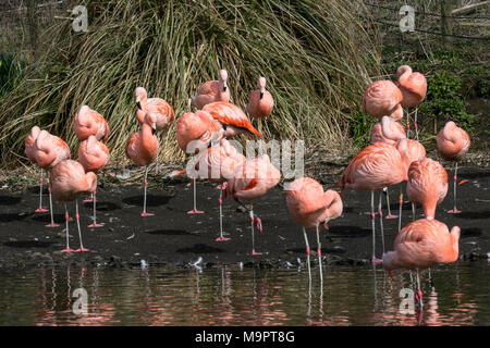 Burscough, Lancashire, Regno Unito. Il 28 marzo 2018. Regno Unito Meteo. Fenicotteri nella primavera del piumaggio godere il sole. Un mare di rosa luminoso piumaggio, un colorate specie (vale a dire quelle che non sono solo una tinta di rosa), come uccelli iniziano a abete rosso fino a primavera. Fenicotteri in cattività sono alimentazione una dieta speciale che include gamberetti (un crostaceo pigmentato) o additivi come il beta-carotene o la cantaxantina, altrimenti verrebbero bianca o rosa pallido. Credito: MediaWorldImages/AlamyLiveNews Foto Stock