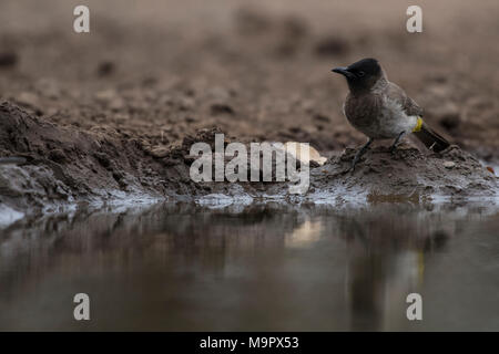 Dark-capped Bulbul (Pycnonotus tricolore) dall'acqua, Riserva di Mashatu, Tuli Block, Botswana Foto Stock