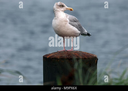 Aringa europea gabbiano (Larus argentatus), giovane animale, seduti su groyne, Fischland-Darß-Zingst, Mar Baltico Foto Stock